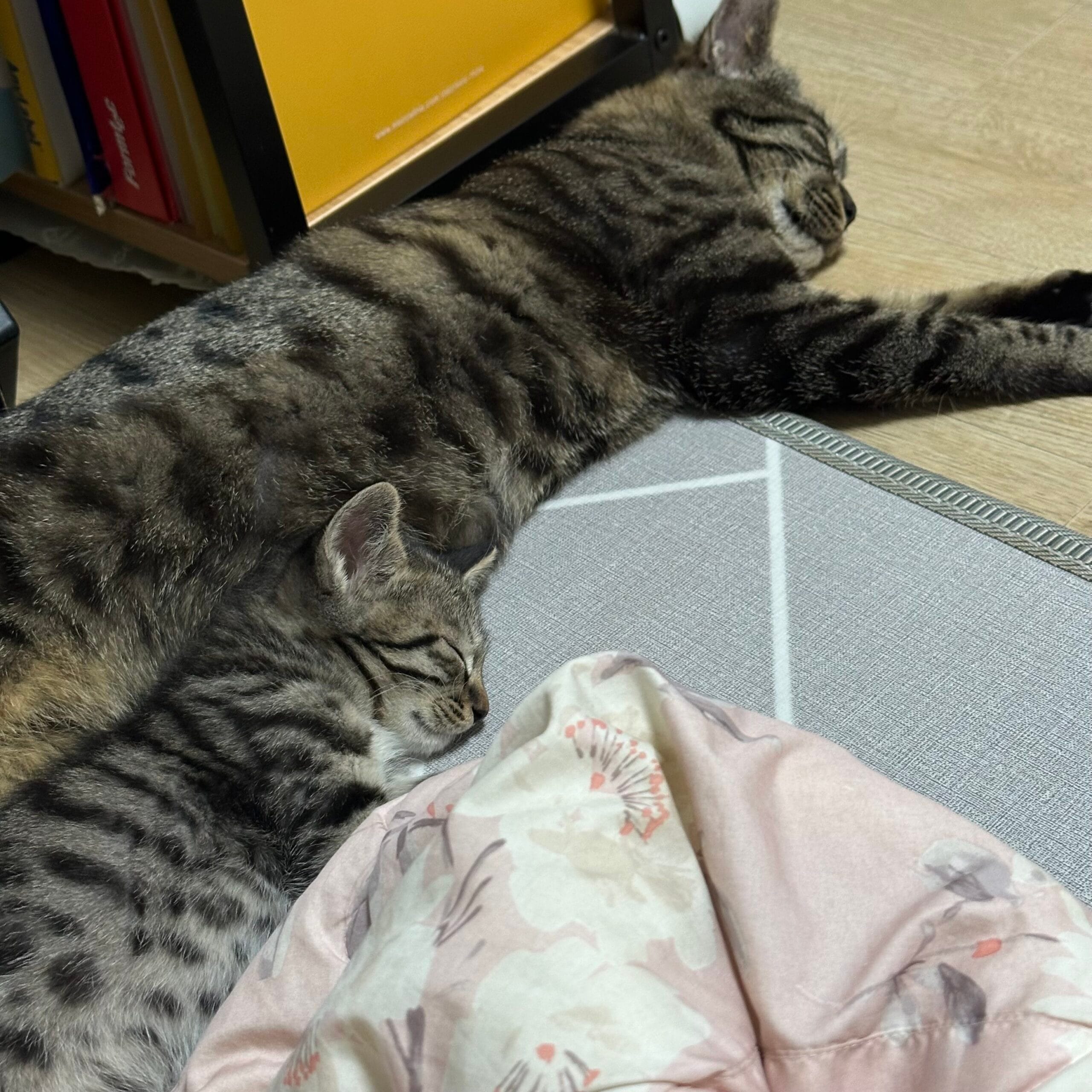 고양이 출산 준비물
