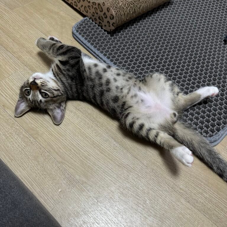 새끼고양이 실내온도