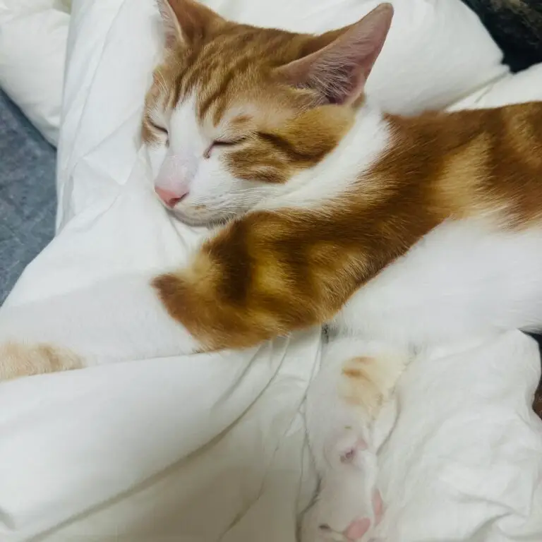 고양이 변비해결 방법