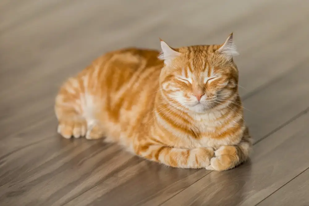 새끼고양이 치아 관리