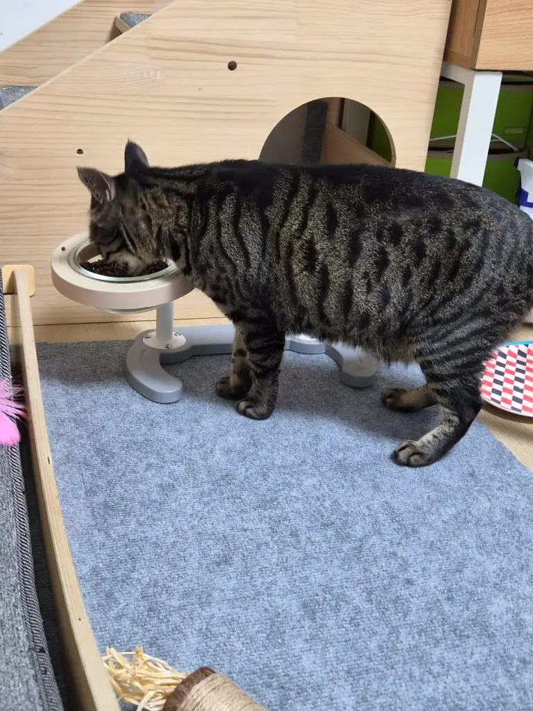 고양이 원시주머니 7가지 진실 살찐 배와 차이점부터 건강 체크까지
