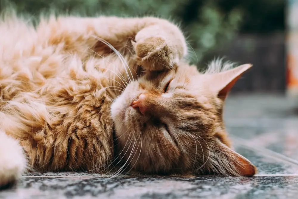 여름철 고양이 건강 관리